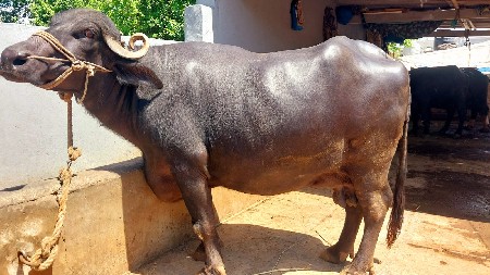 ભેંસ વેચવાની છે