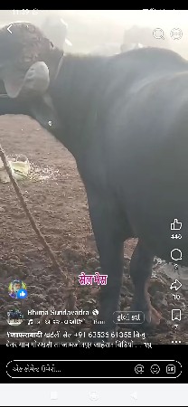 આ ભેસ વેચવાની છે 

આ ભેસ વેચવાની