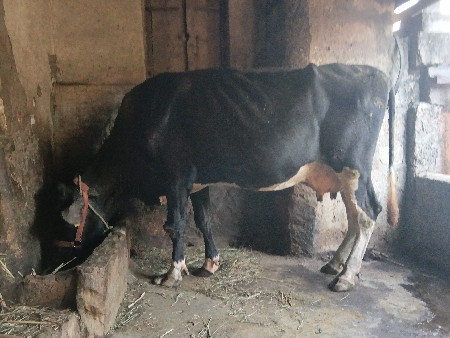 H F ગાય
