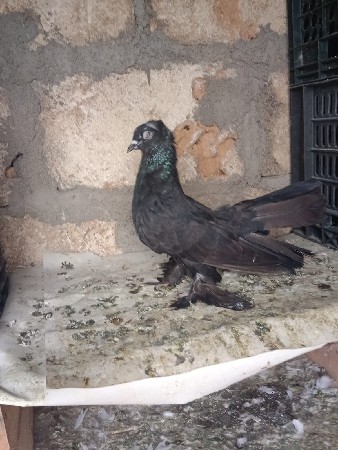 કબુતર છે હકડા