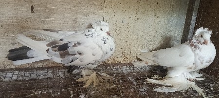 હીગરીયન કબુતર વેચવાના છે