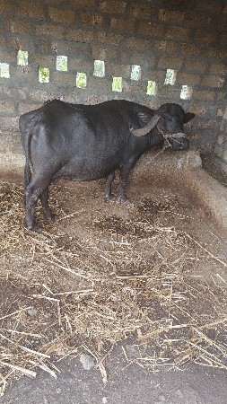 ભેંસ વેચવા નિ છે