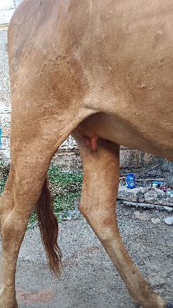 હોડકુ વેચવાનું છે.