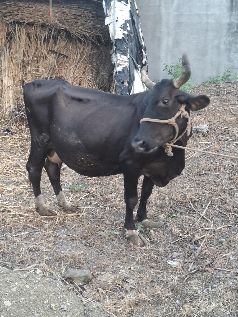 ગાય વેચવાની છે