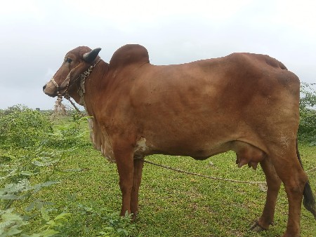ગીર હોડકી વેચવાની છે
