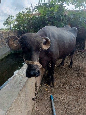 ૩ વેતર ની ભેંસ વેસવાની છે