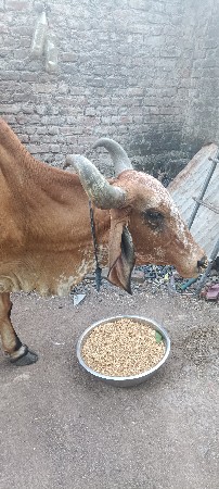 3જીવેતરસે