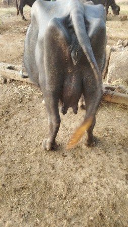 વેચવાની છે