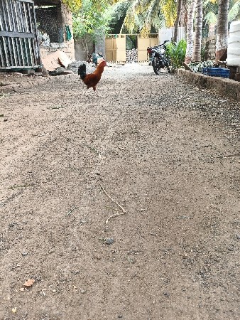 બે મુર્ગા વેચવાના છે