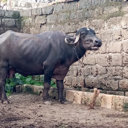 ભેસ