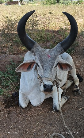 9974344374