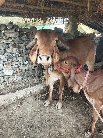 સોન કપિલા