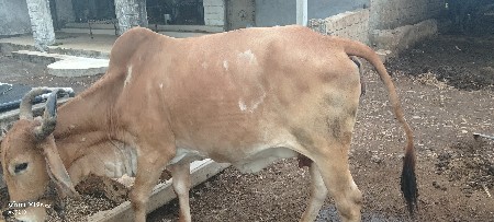 ગાય વેચવાની છે