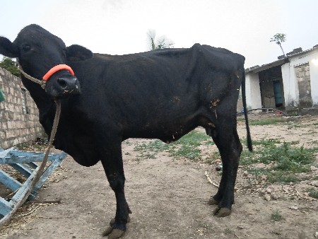 એચએફ ગાય વેચવાની છે