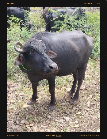 બીજું વેતર છે