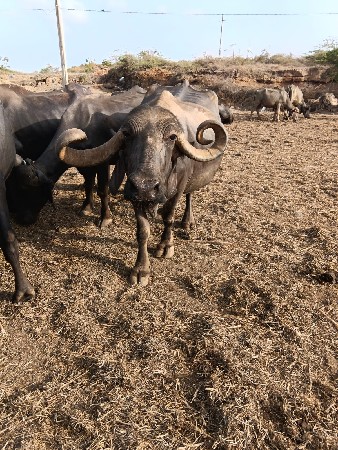 2 બે ભેંસો વેચવાની છે ..
