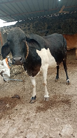 જર્સી ગાય વેચવાની છે