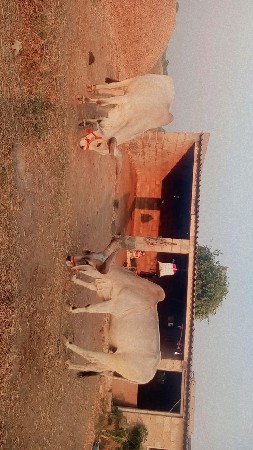 કચ્છી વઢીયારા ગોઢલા વેચવાના છે.