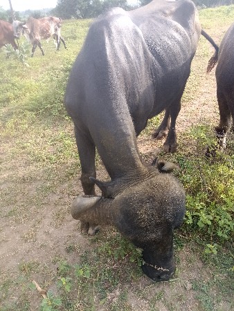આ બે ભેંસો વેચવાની છે