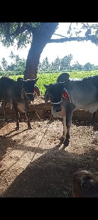 vadhiyara vasda vechvana che