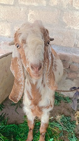 બોકડો