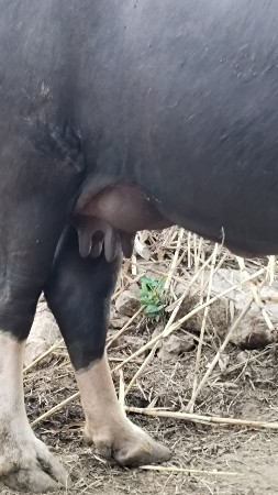 ભેંસ વેચવાની છે