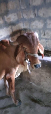 વાછડી વેચવાની છે