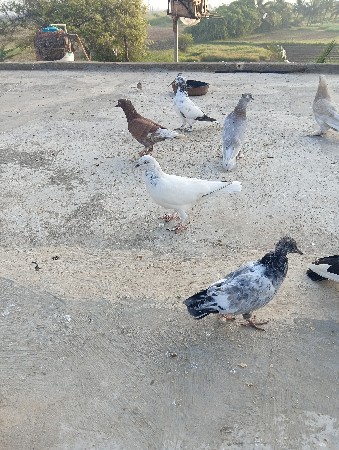 વેસવાના છે