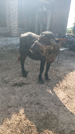 પાડો વેચવા નો છે.