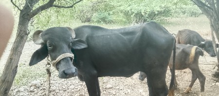padi વેચવાની છે