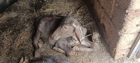 પાડો.વેશવાનોછે