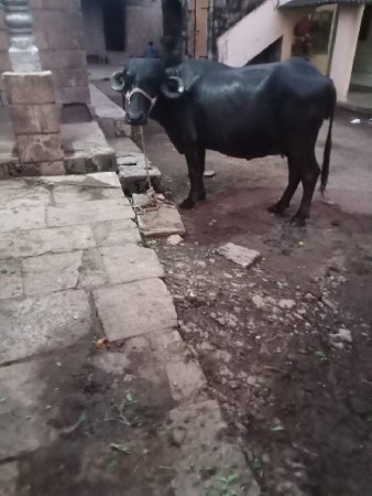 પેલું વેતર