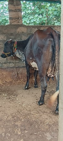 વેચવાની છે બે ગાય