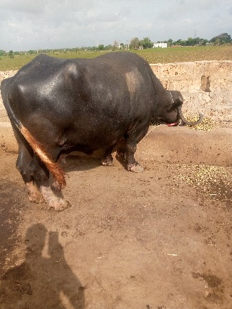 આ ભેંસ વેચવાની છે