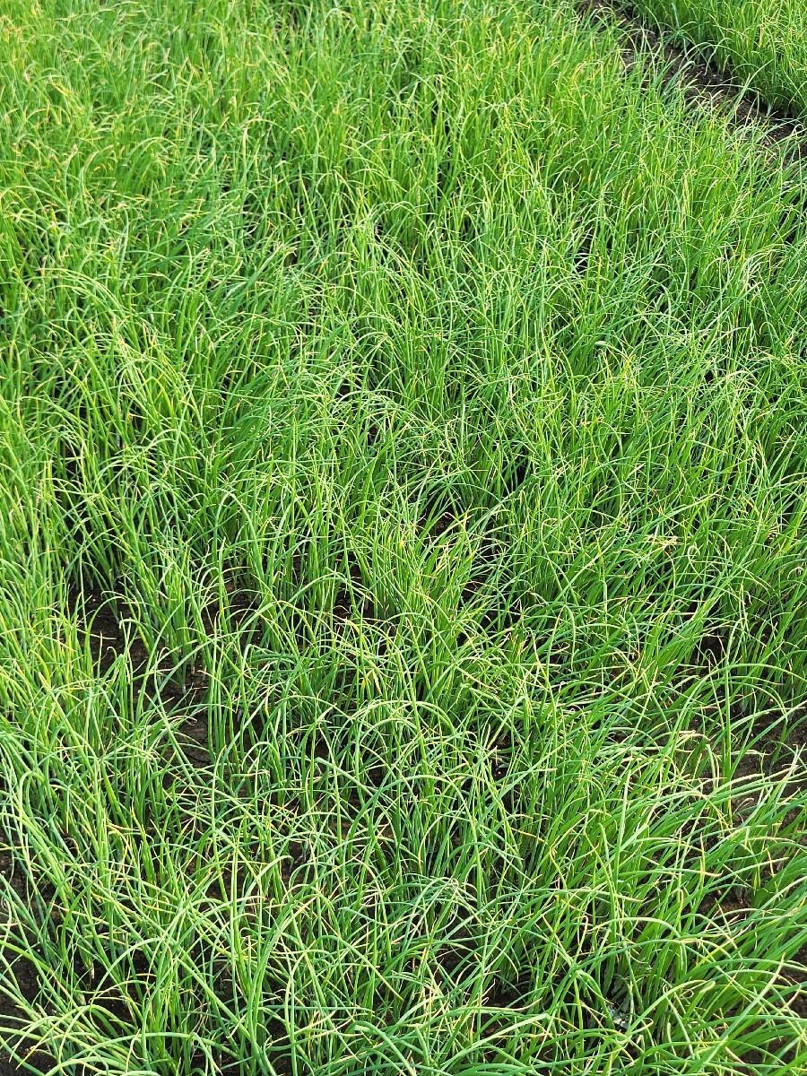લાલ ડુંગળીના રોપ