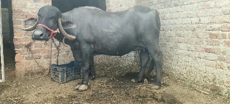 vexhavani chhe