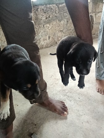 બેસવાના છે