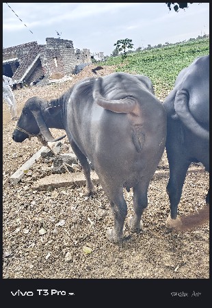 ભેંસ વેચવાની છે