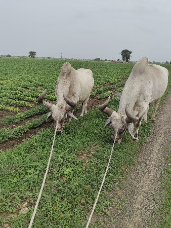 બળદ વેચવાનાછે