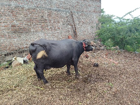 વેચવાની છે