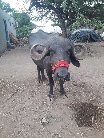 ભેંસ વેચવાની છે