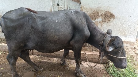 ભેસ વેસ્વાની છે