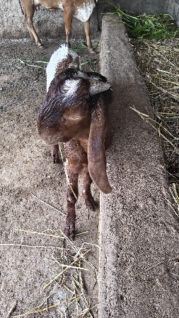 તોતાપુરી બકરો