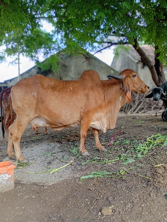 gaay vechvani 6e