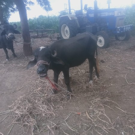આ બેય પાડીયુ વેચવાની છે