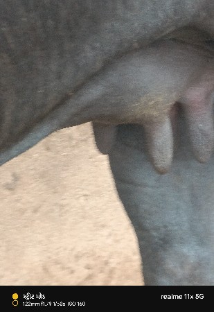 સરમણ.દુલા