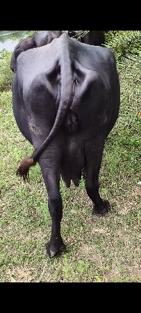 ભેંસ