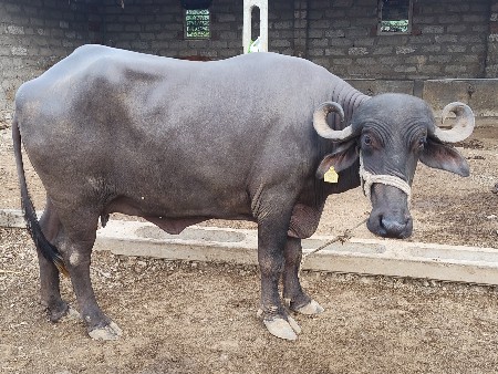 ભેંસ વેચવાની છે