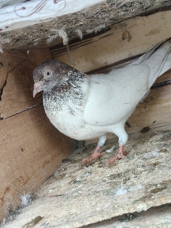 full udan vari jodi for sell