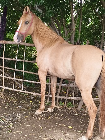 ghodi